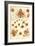 Siphoneae Hydrozoa-Ernst Haeckel-Framed Art Print