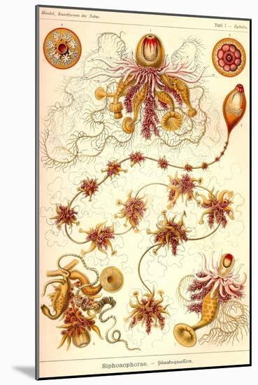 Siphoneae Hydrozoa-Ernst Haeckel-Mounted Art Print
