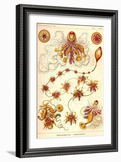 Siphoneae Hydrozoa-Ernst Haeckel-Framed Art Print