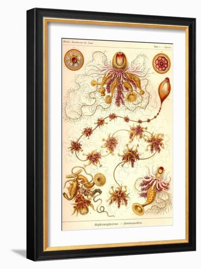 Siphoneae Hydrozoa-Ernst Haeckel-Framed Art Print