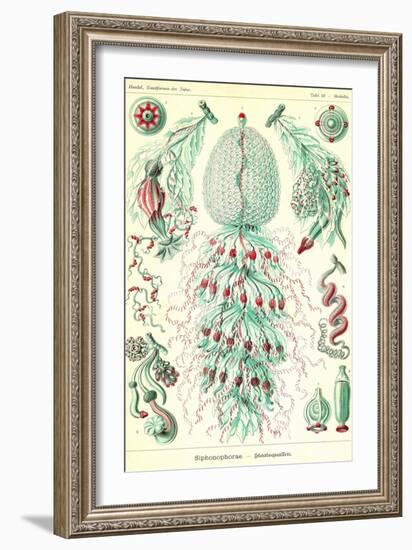 Siphoneae Hydrozoa-Ernst Haeckel-Framed Art Print