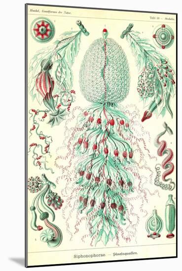 Siphoneae Hydrozoa-Ernst Haeckel-Mounted Art Print