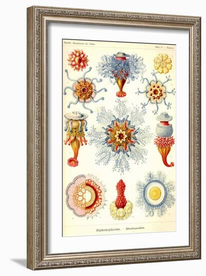 Siphoneae Hydrozoa-Ernst Haeckel-Framed Art Print