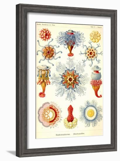 Siphoneae Hydrozoa-Ernst Haeckel-Framed Art Print