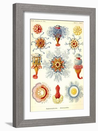 Siphoneae Hydrozoa-Ernst Haeckel-Framed Art Print