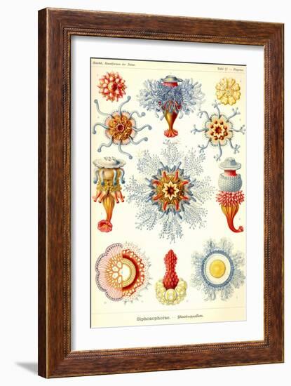 Siphoneae Hydrozoa-Ernst Haeckel-Framed Art Print