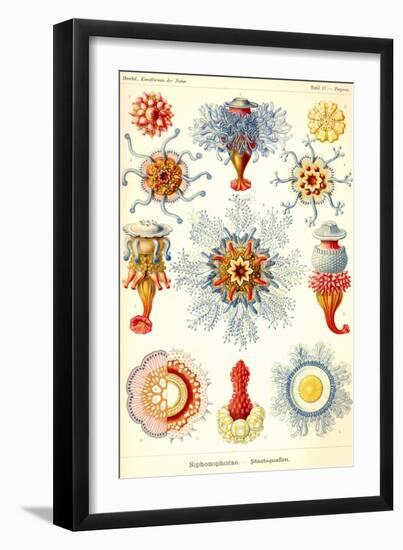 Siphoneae Hydrozoa-Ernst Haeckel-Framed Art Print