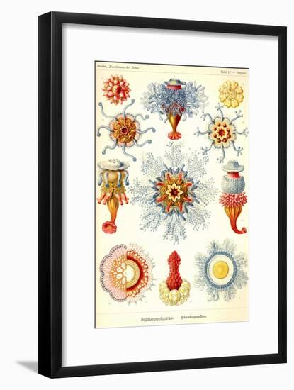 Siphoneae Hydrozoa-Ernst Haeckel-Framed Art Print