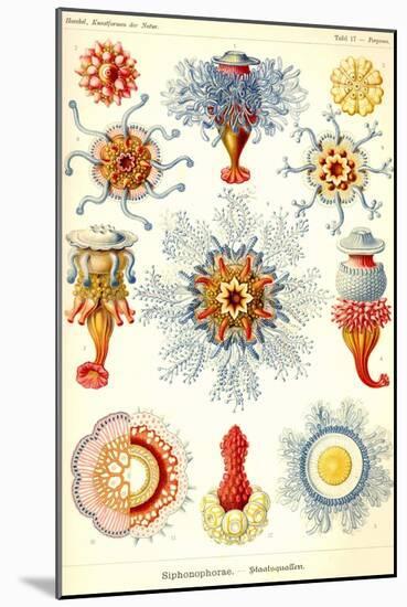 Siphoneae Hydrozoa-Ernst Haeckel-Mounted Art Print