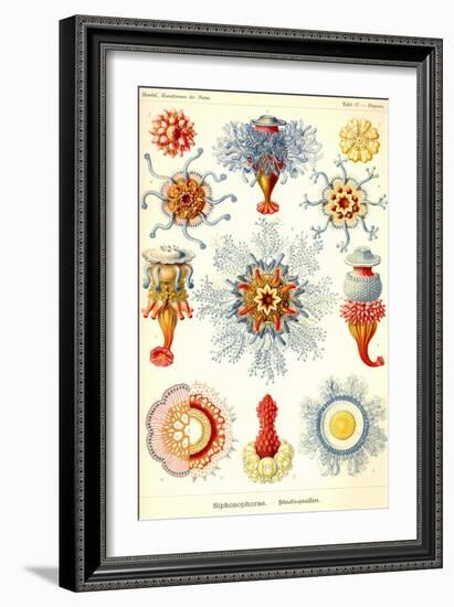 Siphoneae Hydrozoa-Ernst Haeckel-Framed Art Print