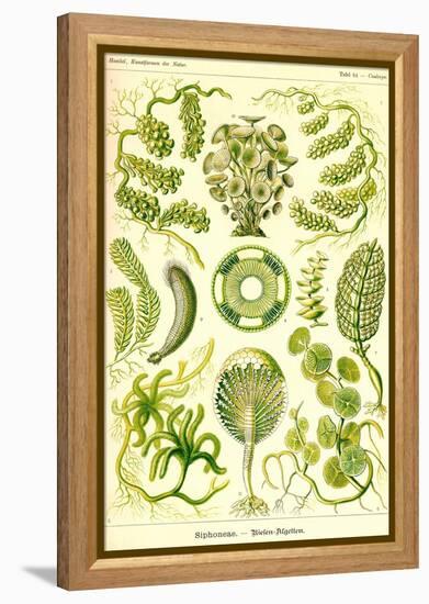 Siphoneae Hydrozoa-Ernst Haeckel-Framed Stretched Canvas