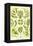 Siphoneae Hydrozoa-Ernst Haeckel-Framed Stretched Canvas