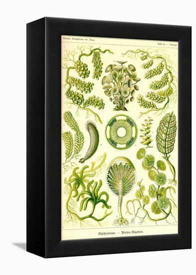 Siphoneae Hydrozoa-Ernst Haeckel-Framed Stretched Canvas