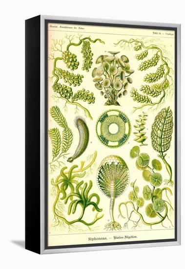 Siphoneae Hydrozoa-Ernst Haeckel-Framed Stretched Canvas