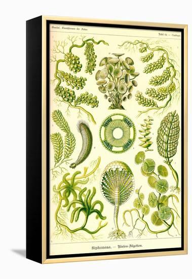 Siphoneae Hydrozoa-Ernst Haeckel-Framed Stretched Canvas