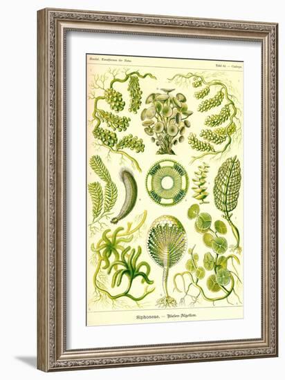 Siphoneae Hydrozoa-Ernst Haeckel-Framed Art Print