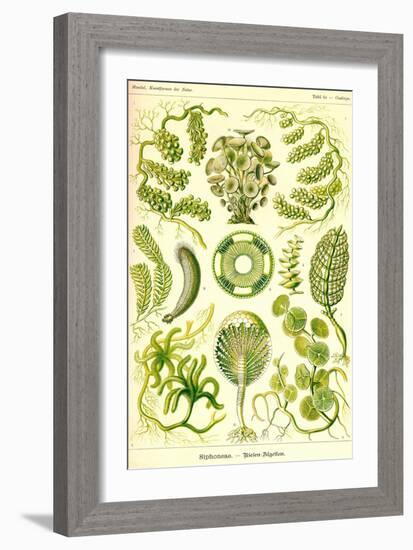 Siphoneae Hydrozoa-Ernst Haeckel-Framed Art Print