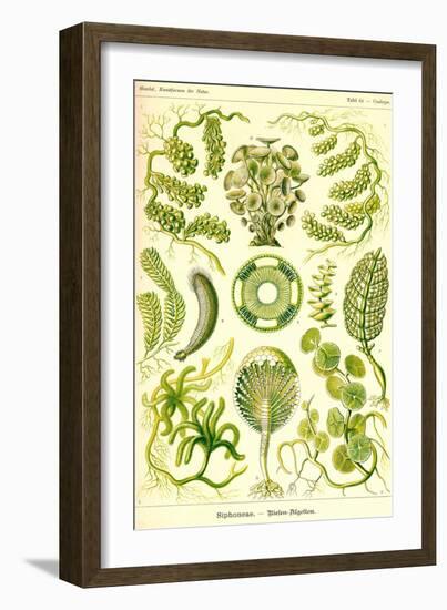 Siphoneae Hydrozoa-Ernst Haeckel-Framed Art Print