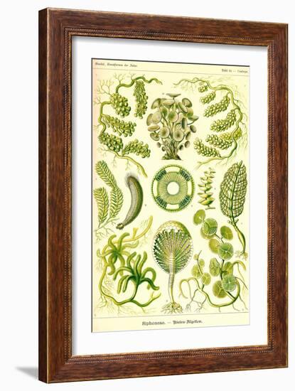 Siphoneae Hydrozoa-Ernst Haeckel-Framed Art Print