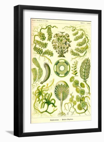 Siphoneae Hydrozoa-Ernst Haeckel-Framed Art Print