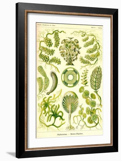 Siphoneae Hydrozoa-Ernst Haeckel-Framed Art Print