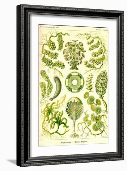 Siphoneae Hydrozoa-Ernst Haeckel-Framed Art Print