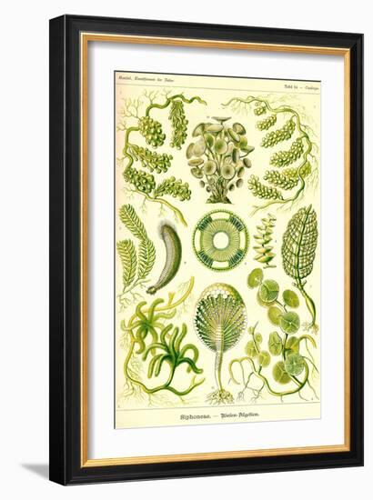 Siphoneae Hydrozoa-Ernst Haeckel-Framed Art Print