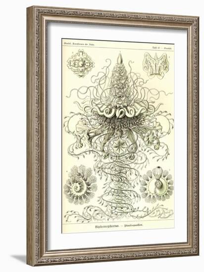 Siphoneae Hydrozoa-Ernst Haeckel-Framed Art Print