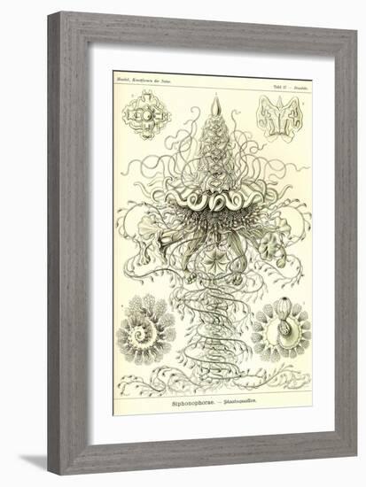 Siphoneae Hydrozoa-Ernst Haeckel-Framed Art Print