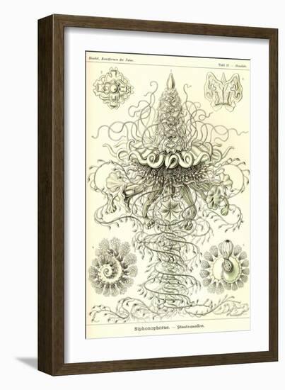 Siphoneae Hydrozoa-Ernst Haeckel-Framed Art Print