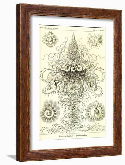 Siphoneae Hydrozoa-Ernst Haeckel-Framed Art Print