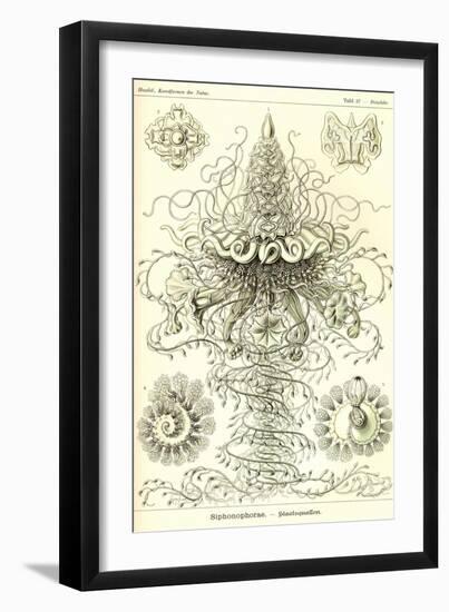 Siphoneae Hydrozoa-Ernst Haeckel-Framed Art Print