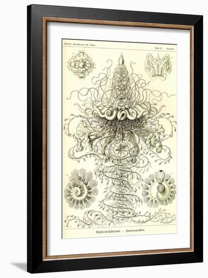 Siphoneae Hydrozoa-Ernst Haeckel-Framed Art Print