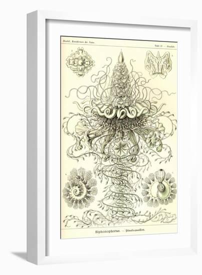 Siphoneae Hydrozoa-Ernst Haeckel-Framed Art Print