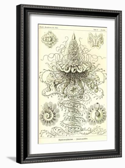 Siphoneae Hydrozoa-Ernst Haeckel-Framed Art Print