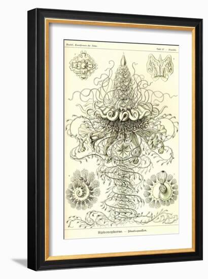 Siphoneae Hydrozoa-Ernst Haeckel-Framed Art Print