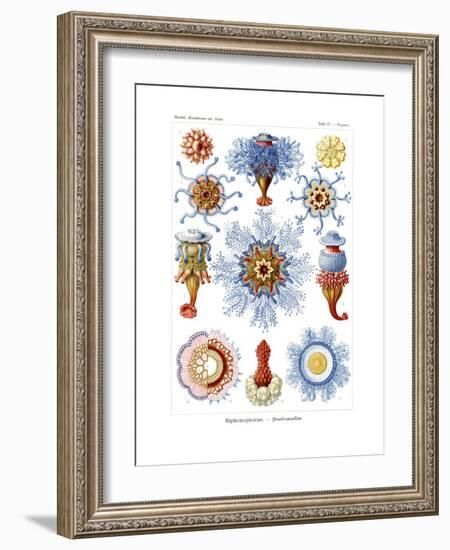 Siphonophorae, 1899-1904-null-Framed Giclee Print