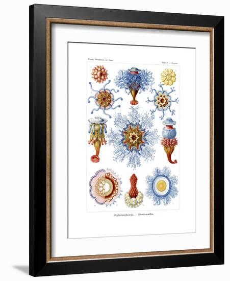 Siphonophorae, 1899-1904-null-Framed Giclee Print