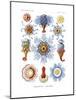 Siphonophorae, 1899-1904-null-Mounted Giclee Print