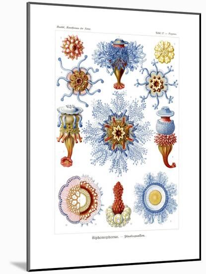 Siphonophorae, 1899-1904-null-Mounted Giclee Print