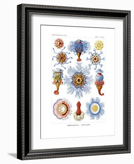 Siphonophorae, 1899-1904-null-Framed Giclee Print