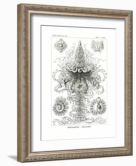 Siphonophorae, 1899-1904-null-Framed Giclee Print