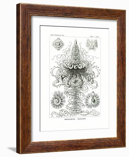 Siphonophorae, 1899-1904-null-Framed Giclee Print