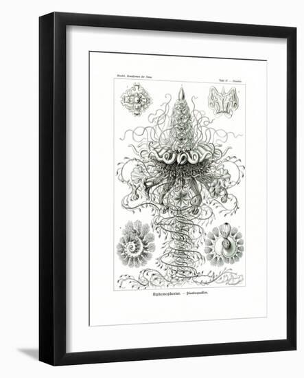 Siphonophorae, 1899-1904-null-Framed Giclee Print