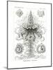 Siphonophorae, 1899-1904-null-Mounted Giclee Print