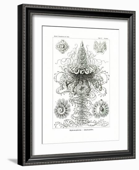 Siphonophorae, 1899-1904-null-Framed Giclee Print