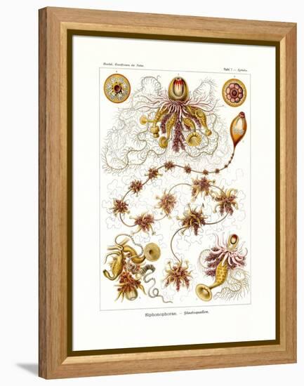 Siphonophorae, 1899-1904-null-Framed Premier Image Canvas