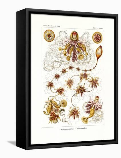 Siphonophorae, 1899-1904-null-Framed Premier Image Canvas