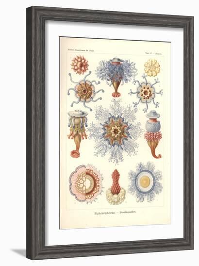 Siphonophorae - Jelly Fish, from 'Kunstformen Der Natur', Engraved by Adolf Giltsch, Published 1904-Ernst Haeckel-Framed Giclee Print