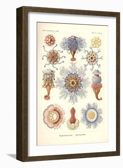 Siphonophorae - Jelly Fish, from 'Kunstformen Der Natur', Engraved by Adolf Giltsch, Published 1904-Ernst Haeckel-Framed Giclee Print